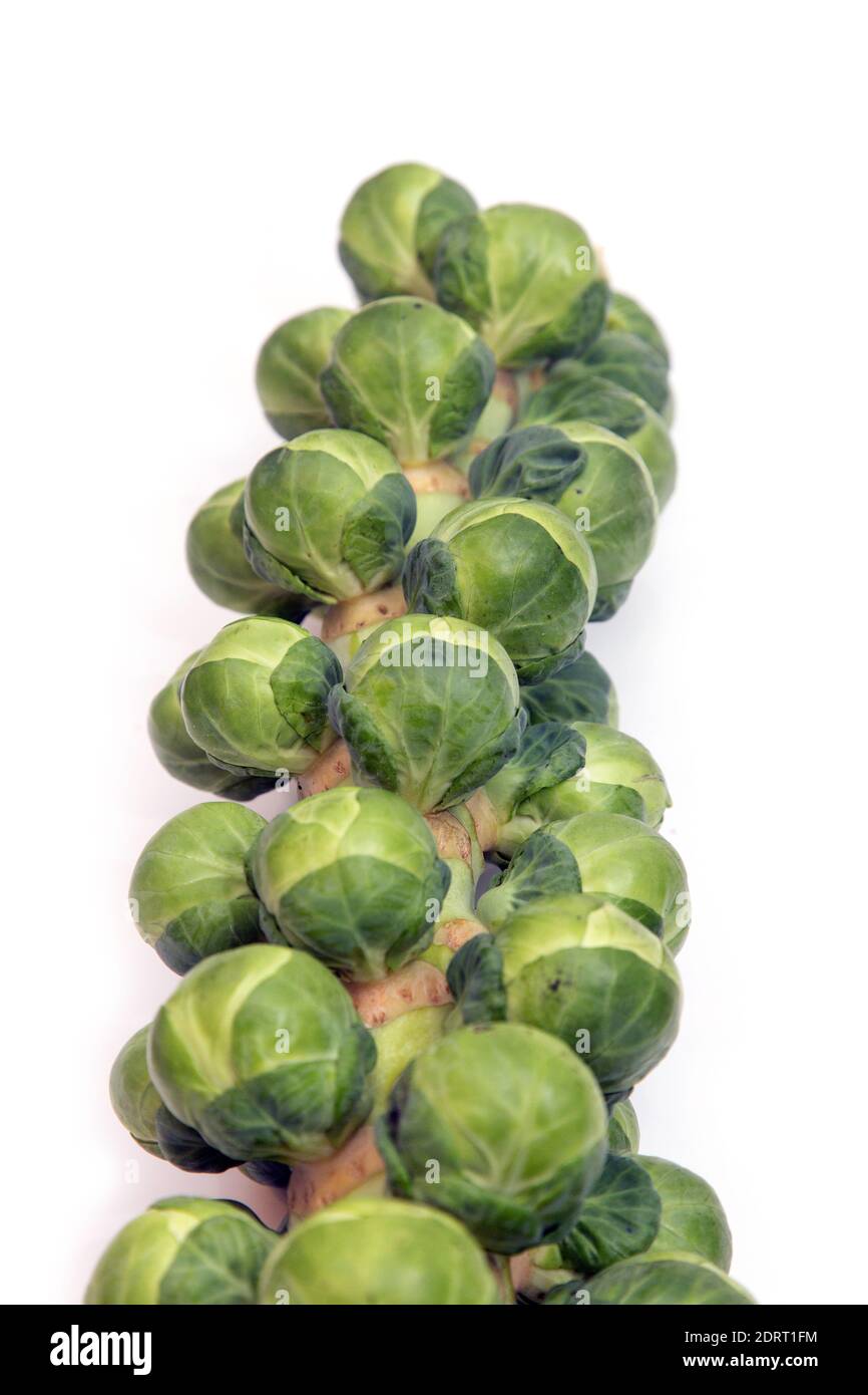Brussels sprouts on the stem isolated on a white studio background. Stock Photo