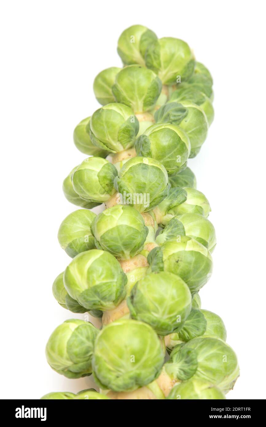 Brussels sprouts on the stem isolated on a white studio background. Stock Photo