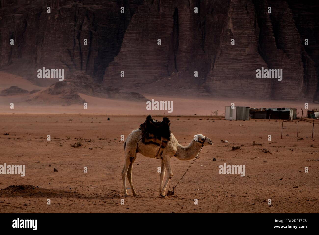 Camels in a bedouins village in Wadi Rum desert, Jordan. Stock Photo