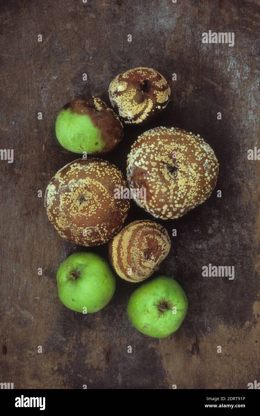 Seven large and small Bramley cooking apples turning from green to brown and mouldy Stock Photo