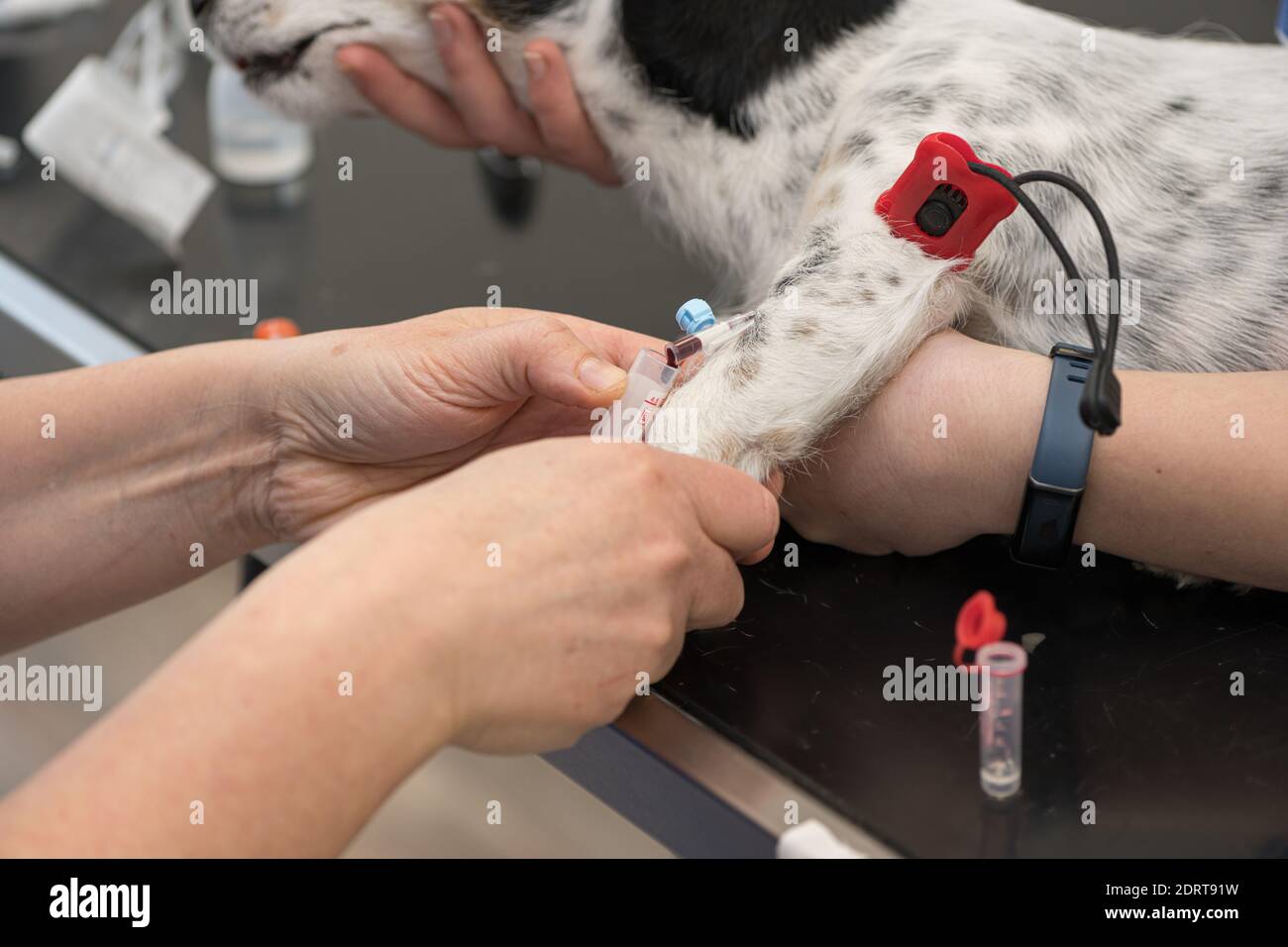 small sick jack russell terrier dog at the vet. Veterinarian prepares