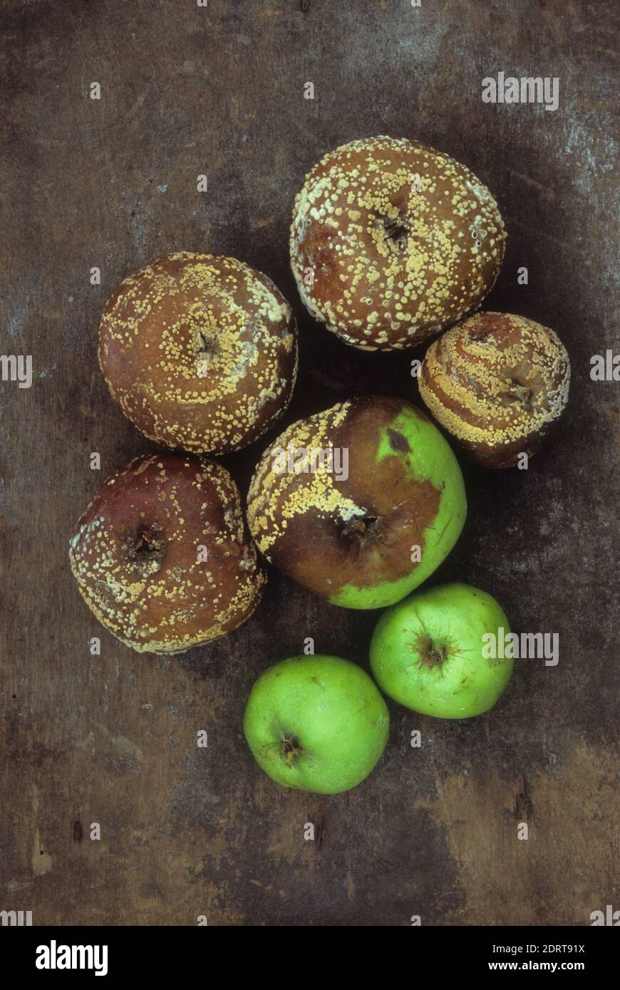 Seven large and small Bramley cooking apples turning from green to brown and mouldy Stock Photo