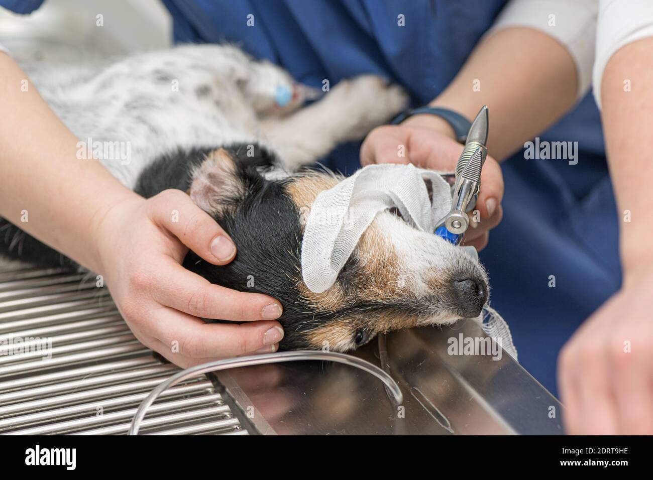 Vet prepares small cute sick Jack Russell Terrier dog for surgery in the veterinary clinic. He is intubated for artificial respiration. Stock Photo