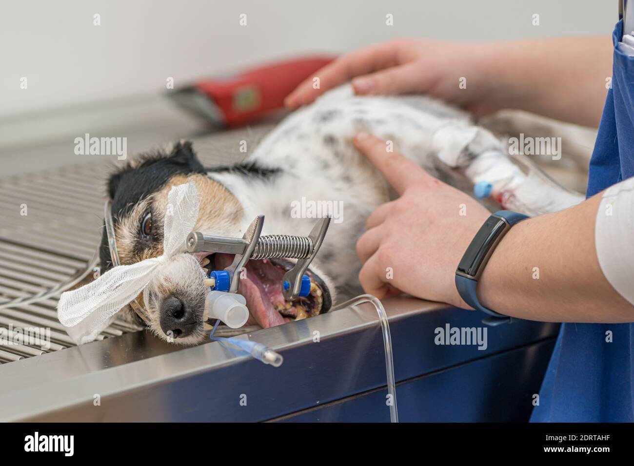 Vet prepares small cute sick Jack Russell Terrier dog for surgery in the veterinary clinic. He is intubated for artificial respiration. Stock Photo