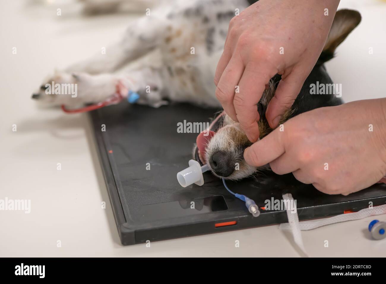 Vet xrays small cute Jack Russell Terrier dog after surgery. The tube for artificial