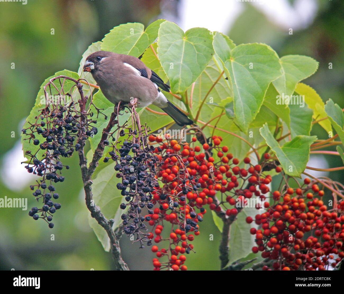 Bruine Goudvink bessen etend, Brown Bullfinch eating berries Stock Photo