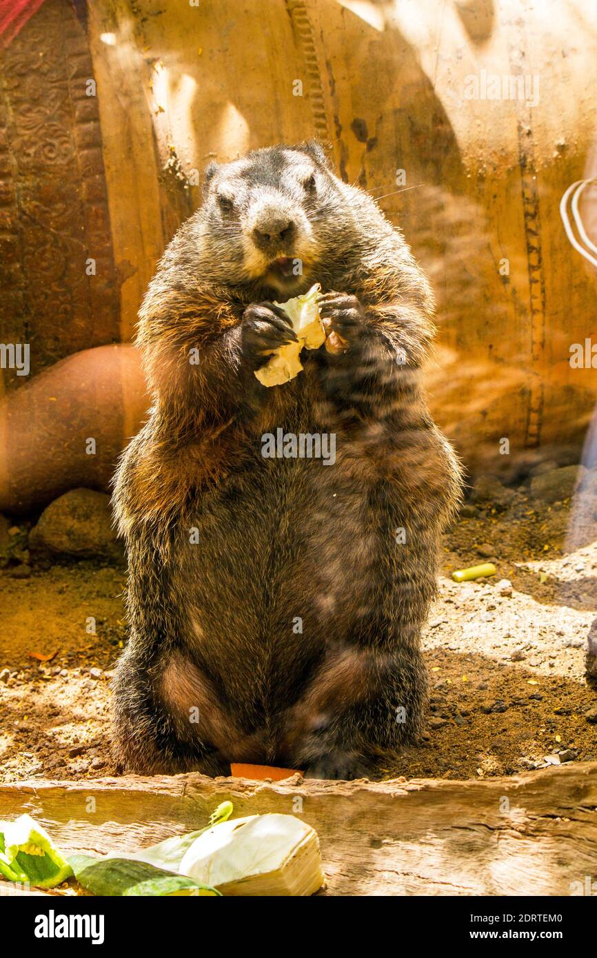 Animal Eating Food In Zoo Stock Photo - Alamy