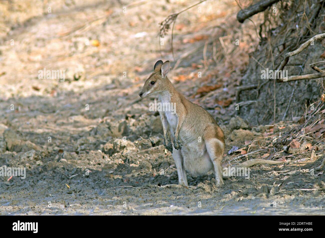 Agile Wallaby in Australia. Stock Photo