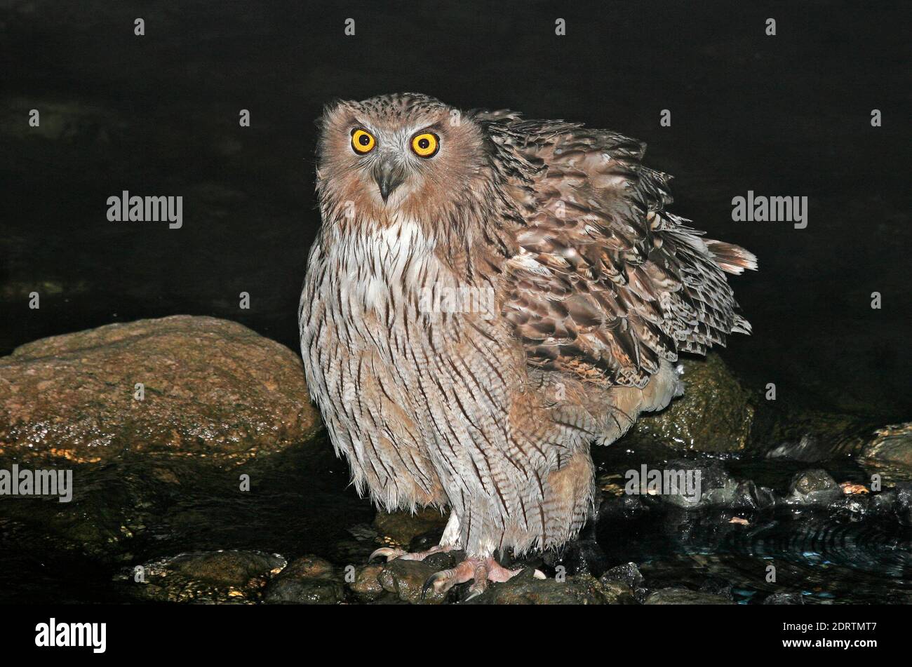 Blakistonvisuil, Blakiston's FishOwl Stock Photo Alamy
