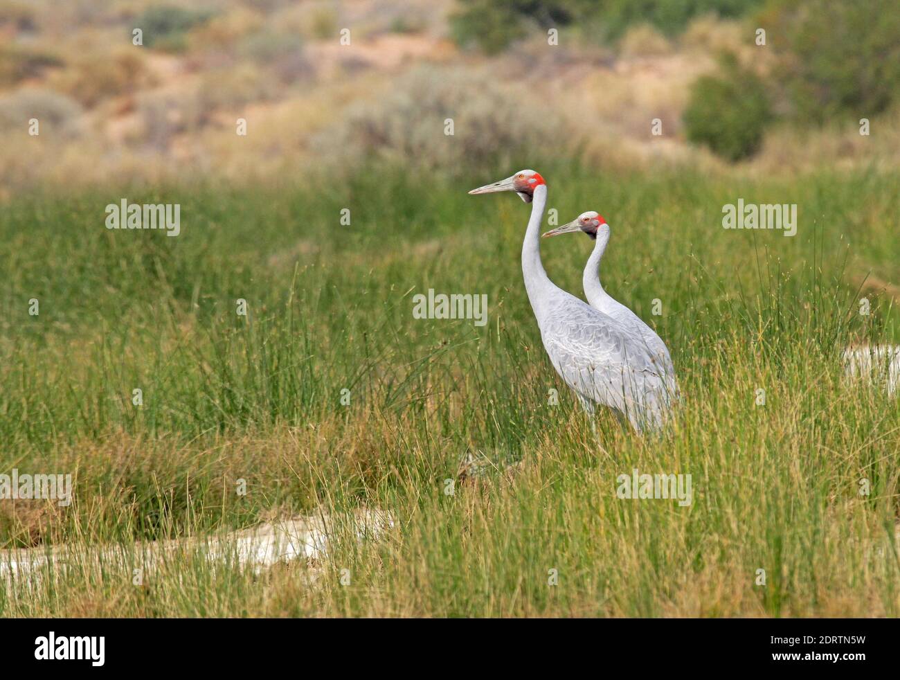 Brolga (Antigone rubicunda) This species is the official bird emblem of the state of Queensland Stock Photo