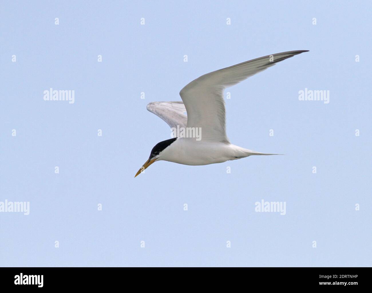 Cayenne Tern (Thalasseus eurygnathus) in flight Stock Photo - Alamy