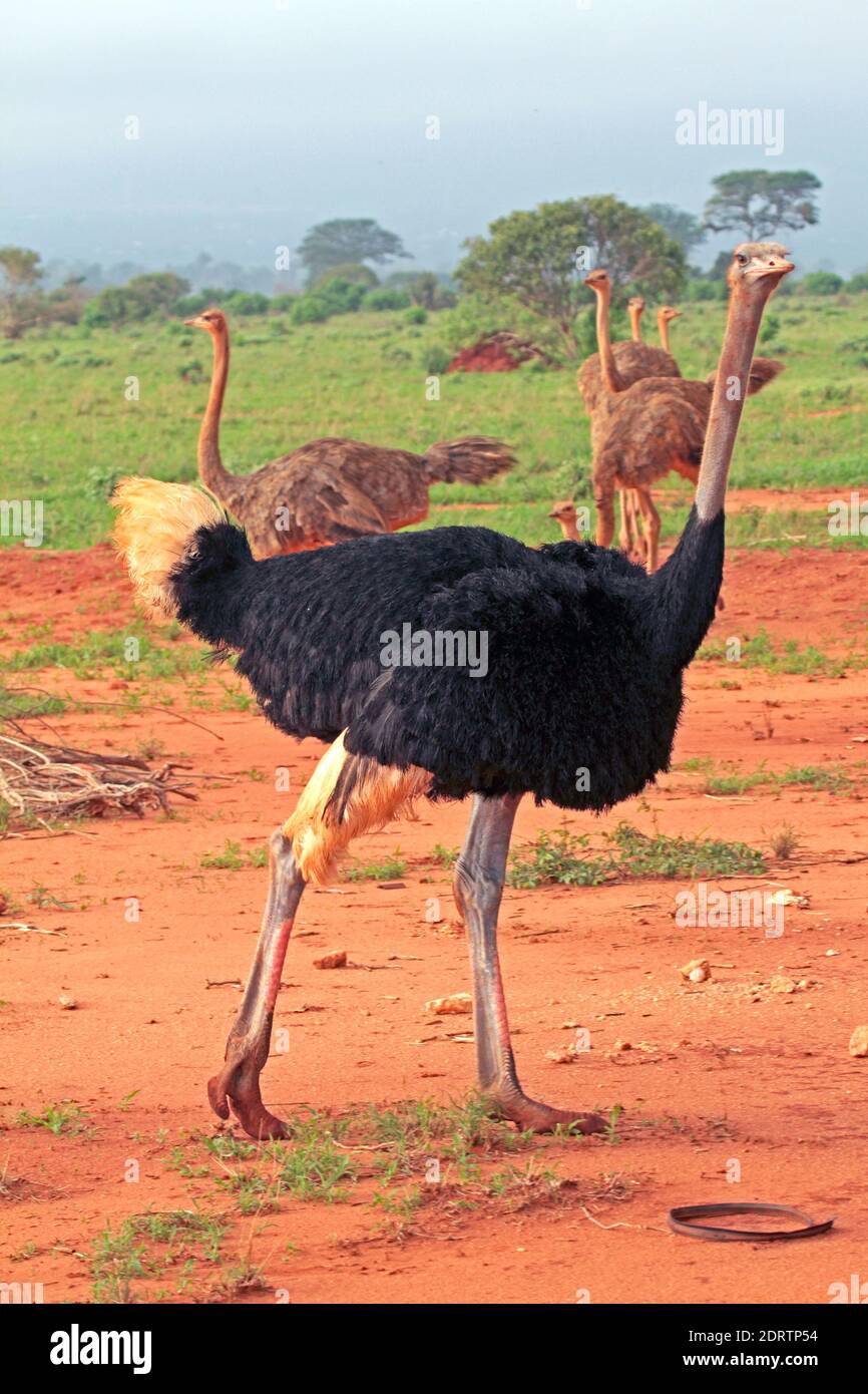 Common Ostrich in Kenya. Stock Photo