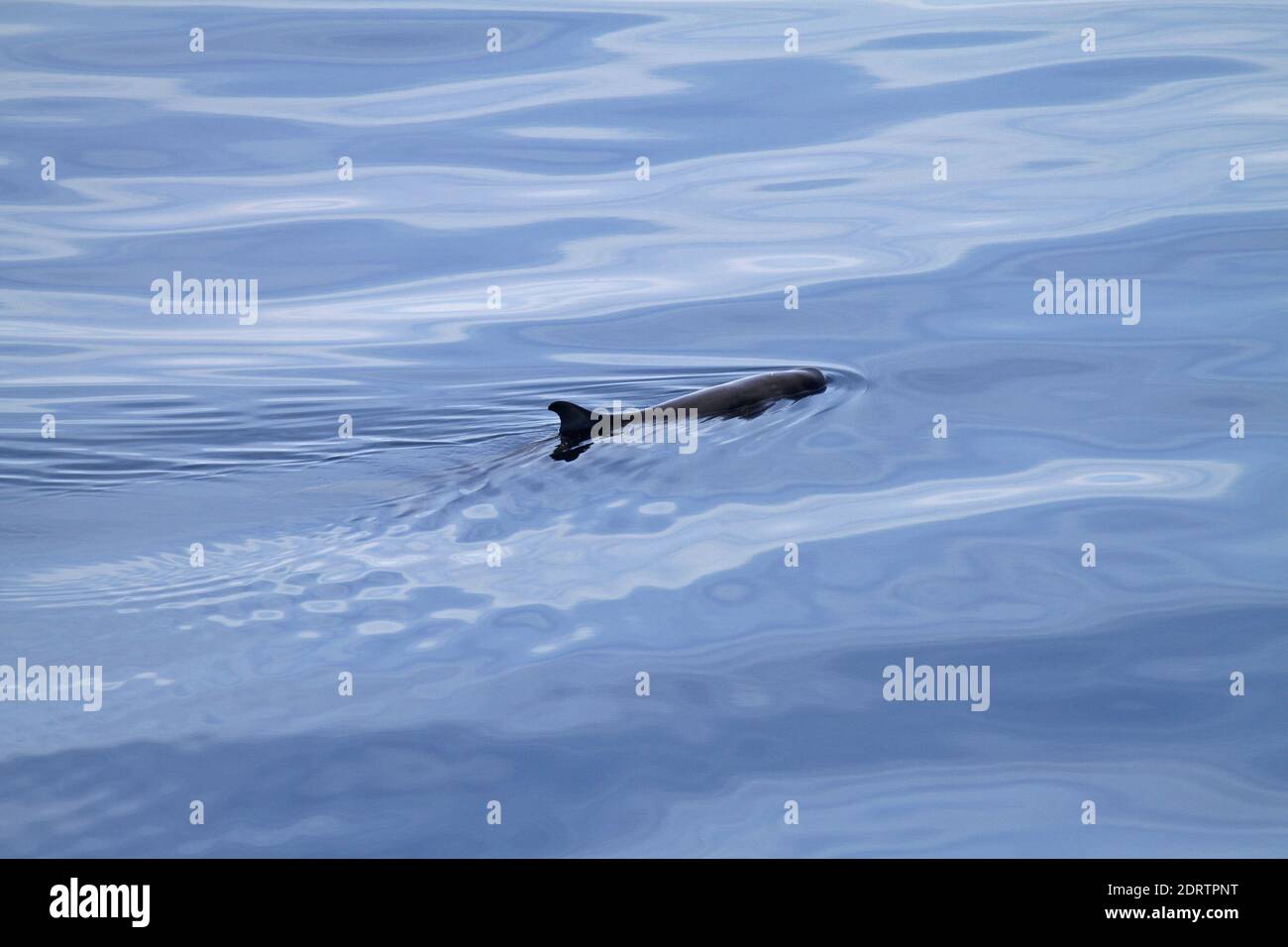 Dwarf Sperm Whale, Kogia sima Stock Photo