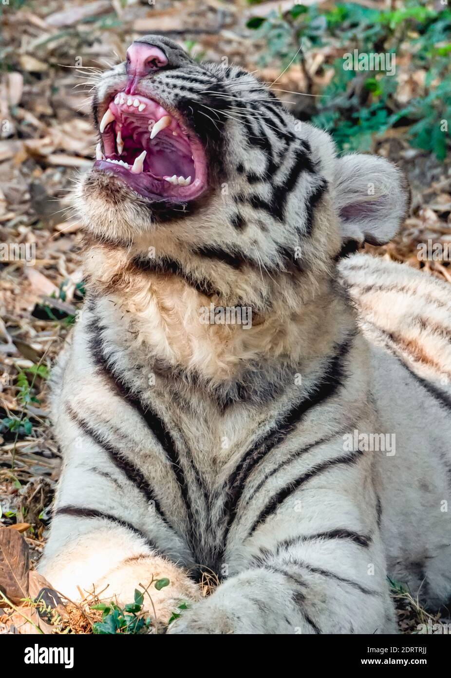A white tiger cub, with its mouth partially open, in the tiger enclosure at the National Zoological Park Delhi, also known as the Delhi Zoo. Stock Photo