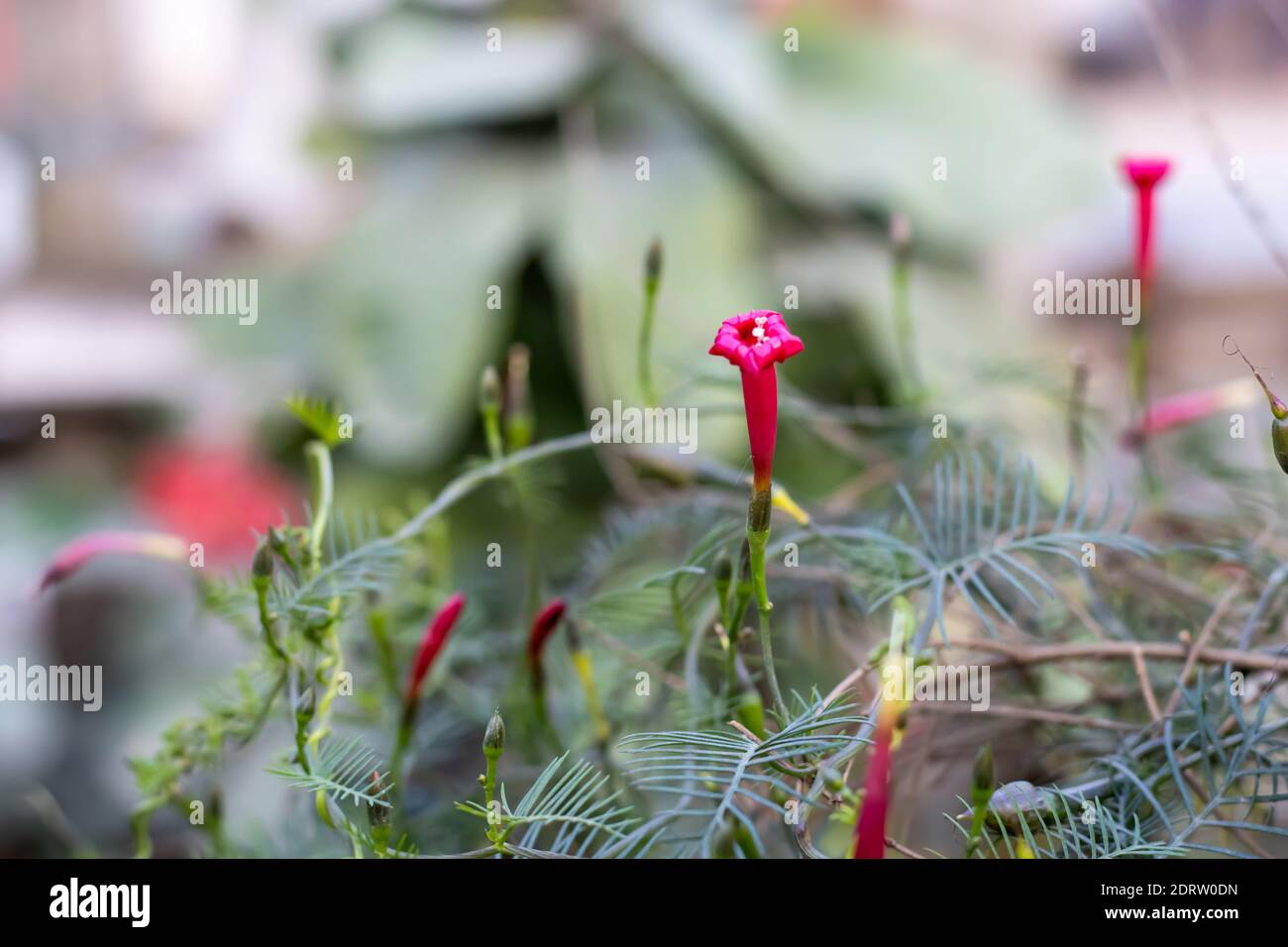 Bright red Ipomoea quamoclit flower with green leaves and unopened buds in the garden Stock Photo