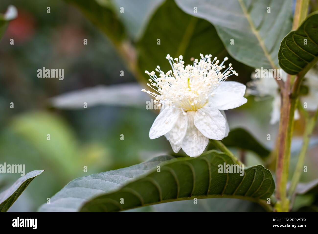 Fully bloomed Guava flower close up look in a branch with leaves Stock