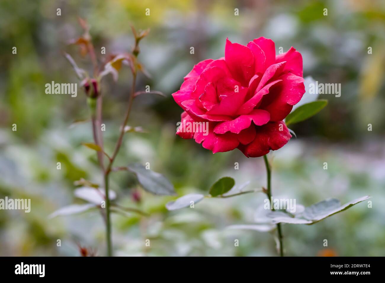 Close up (macro) of a fully bloomed red rose wrapped in brown paper as part  of a bouquet. Head of the rose is at eye level, facing camera Stock Photo -  Alamy
