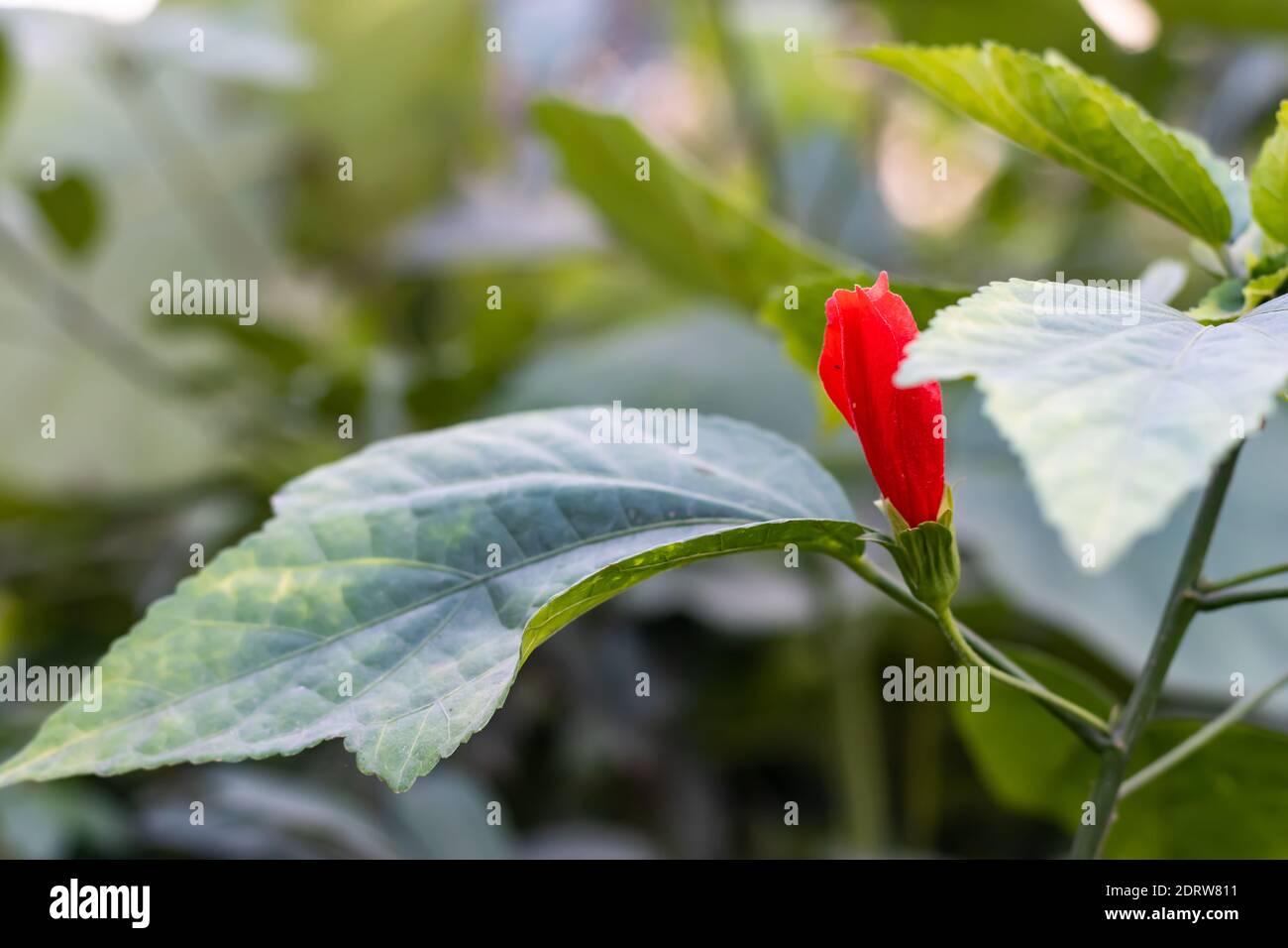 Jaba flower or Red Hibiscus flower buds waiting for blooming in the garden on beautiful green soft background with leaves Stock Photo