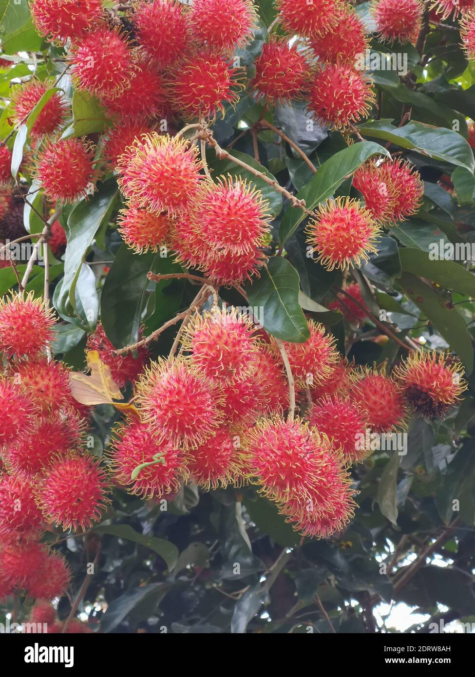 Rambutans malaysia hi-res stock photography and images - Alamy
