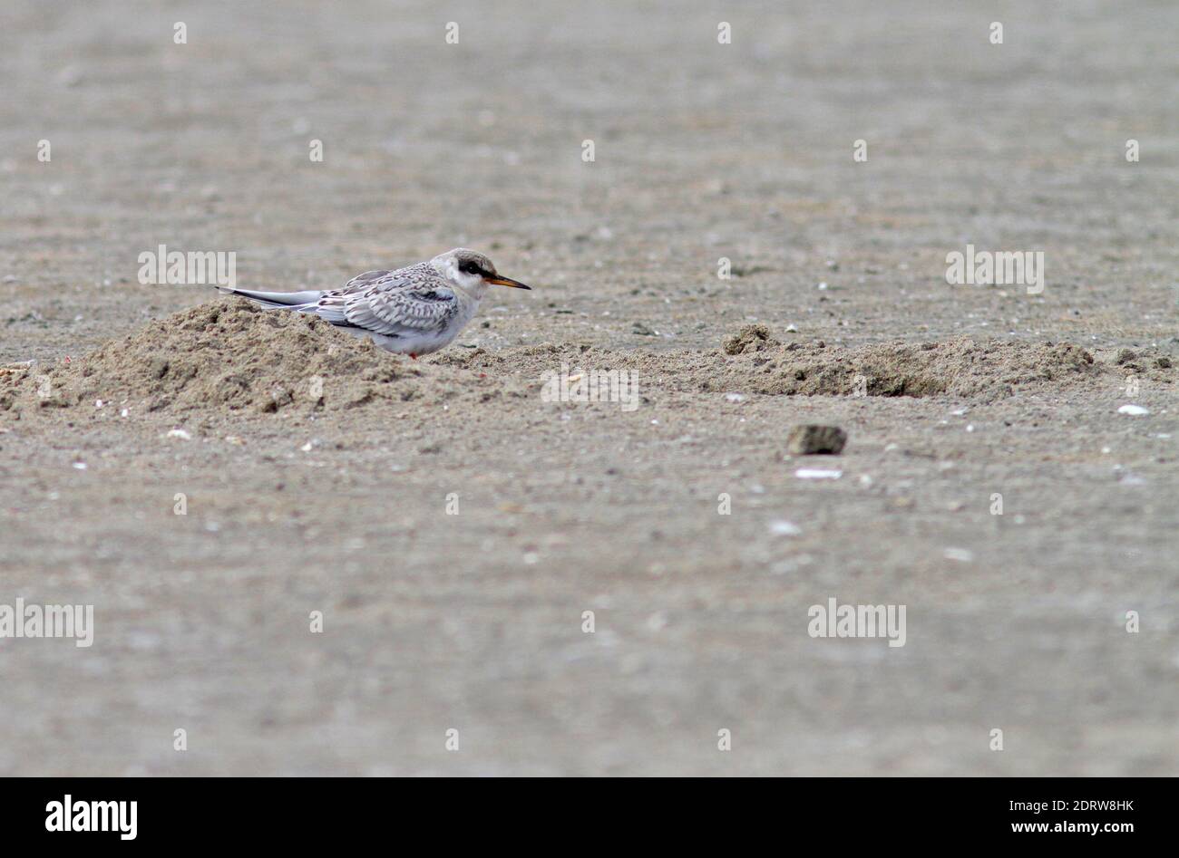 Immature Peruvian Tern (Sternula lorata) resting on Peruvian beach. Stock Photo