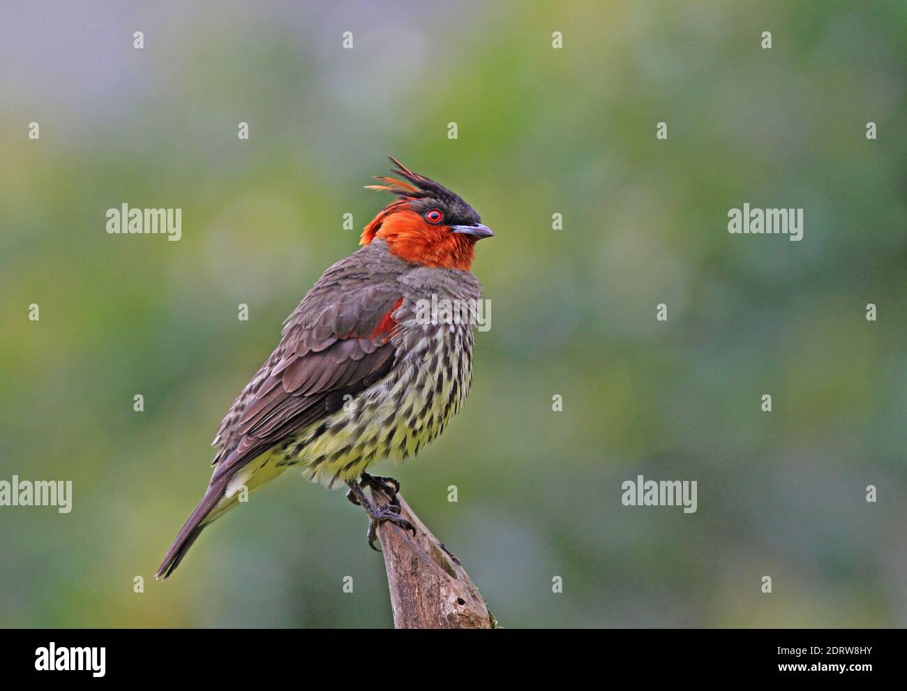 Red Ruffed Cotinga Chestnut-crested Cotinga (Ampelion rufaxilla) a species of subtropical ...