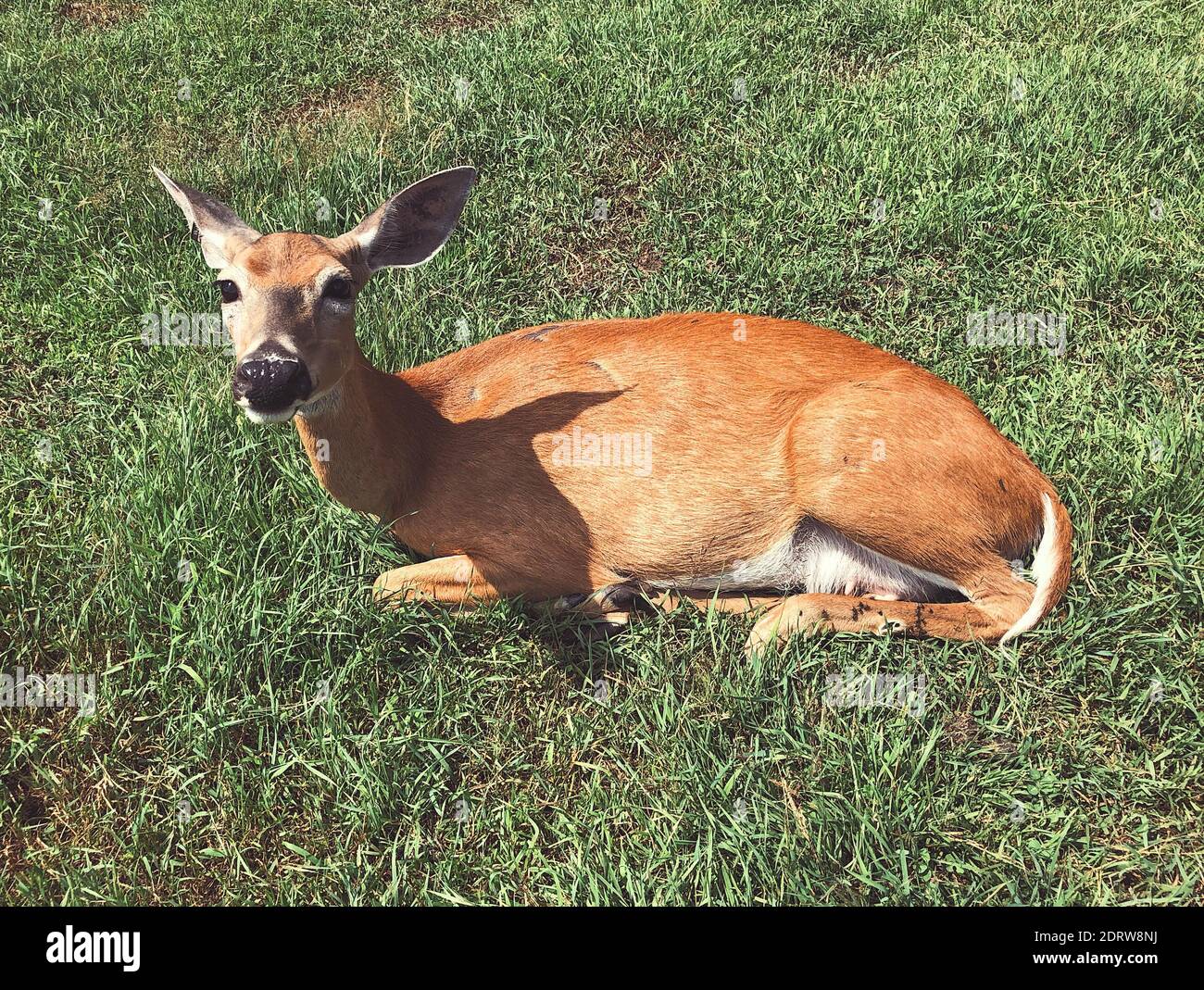 Deer Laying Down High Resolution Stock Photography and Images Alamy