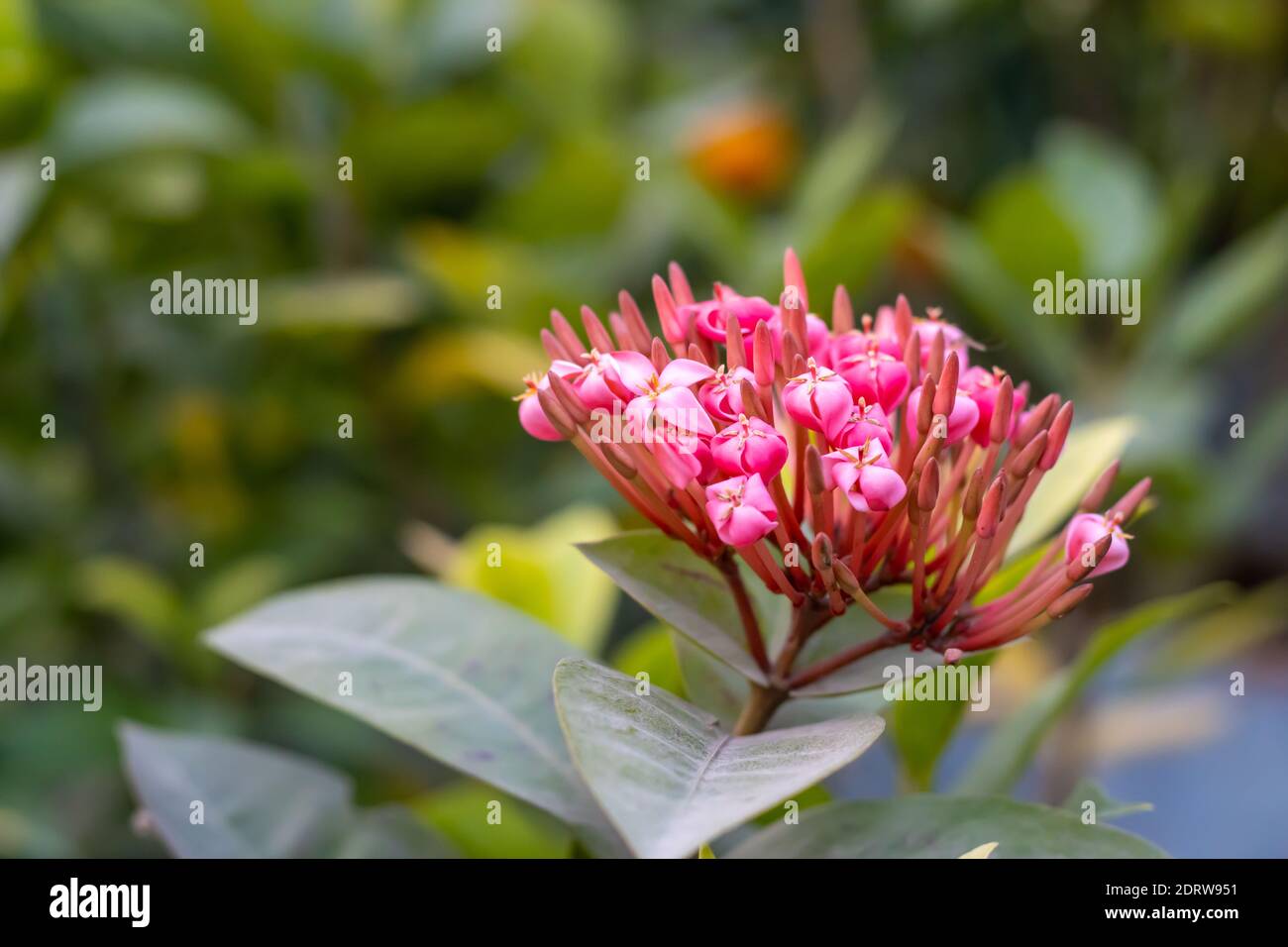 Pink Ixora coccinea flower close view inside a botanical garden Stock Photo