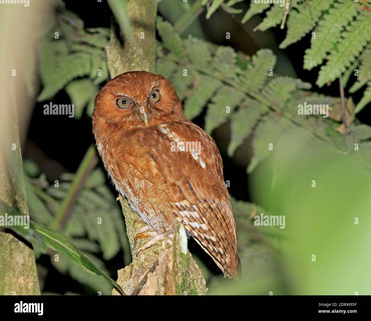 The recently described Santa Marta Screech Owl (Megascops gilesi) a Colombian endemic species of owl. Stock Photo