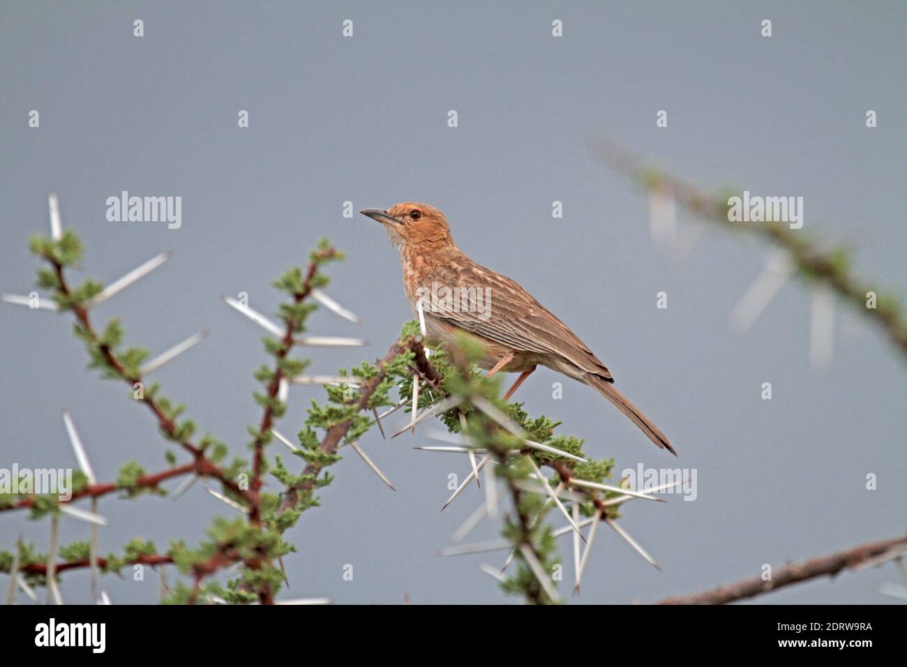 Pink-breasted Lark perched in an acacia bush in Kenya. Stock Photo