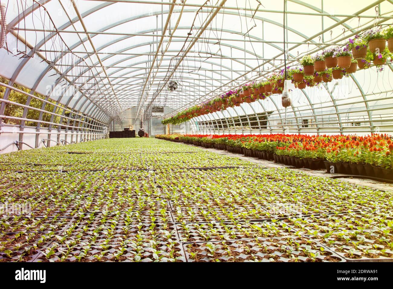 Plants Growing In Greenhouse Stock Photo Alamy