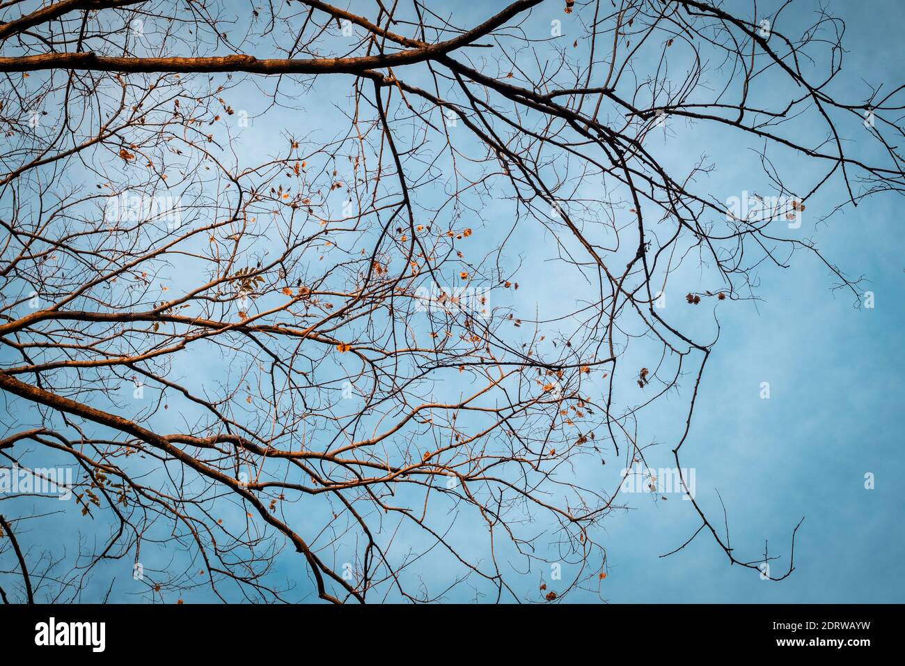 Tree Branch on blue Winter Sky. Stock Photo