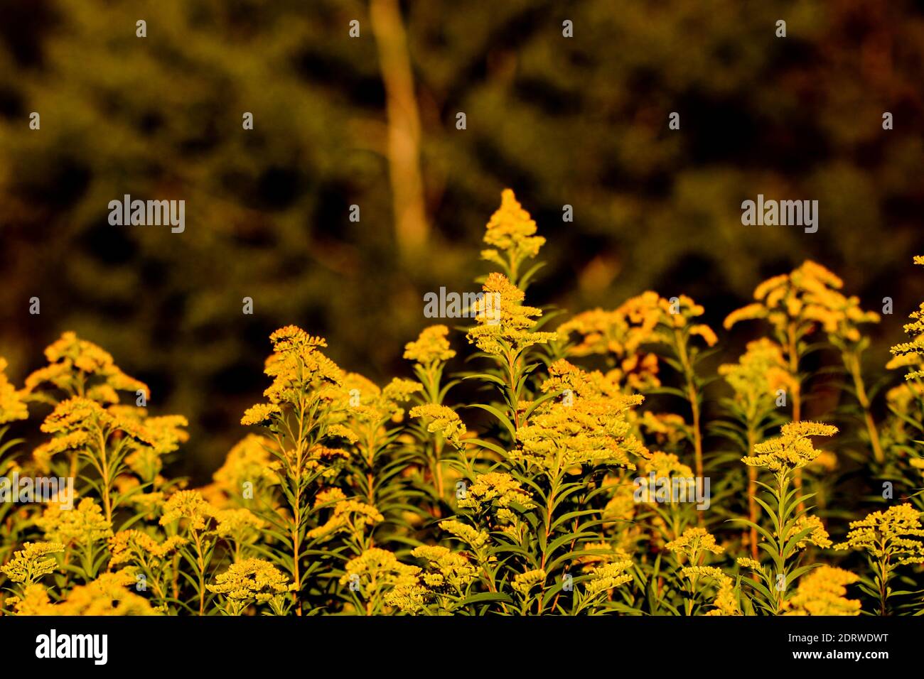 Close-up Of Yellow Flowers Growing On Field Stock Photo