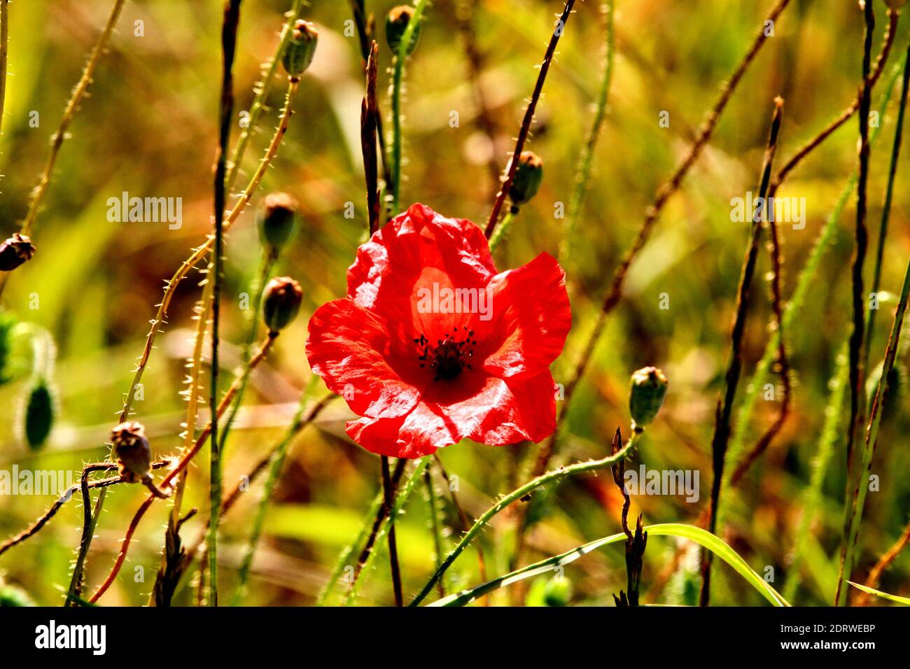 Close-up Of Red Poppy On Field Stock Photo