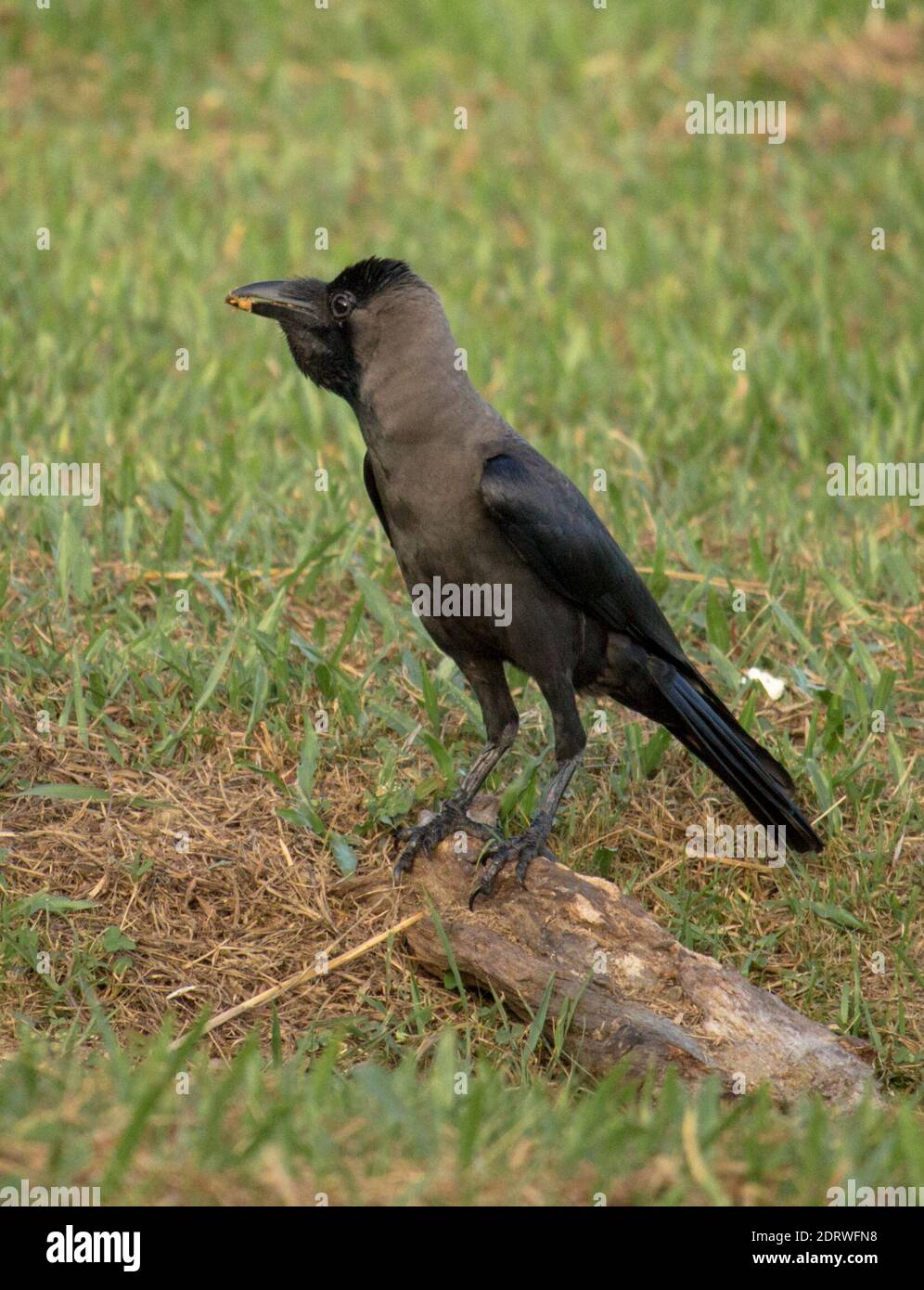 Crow Standing On Land Stock Photo Alamy