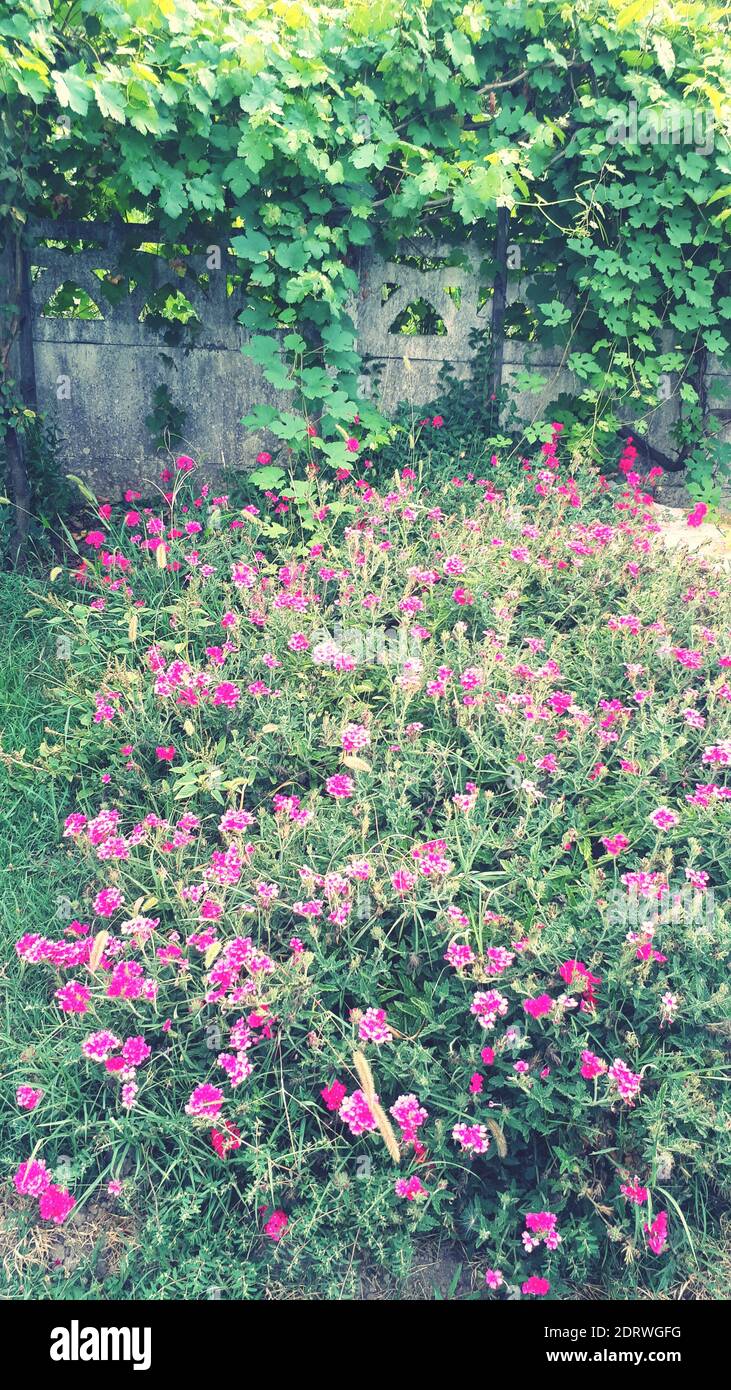 Mula mula flower hi-res stock photography and images - Alamy