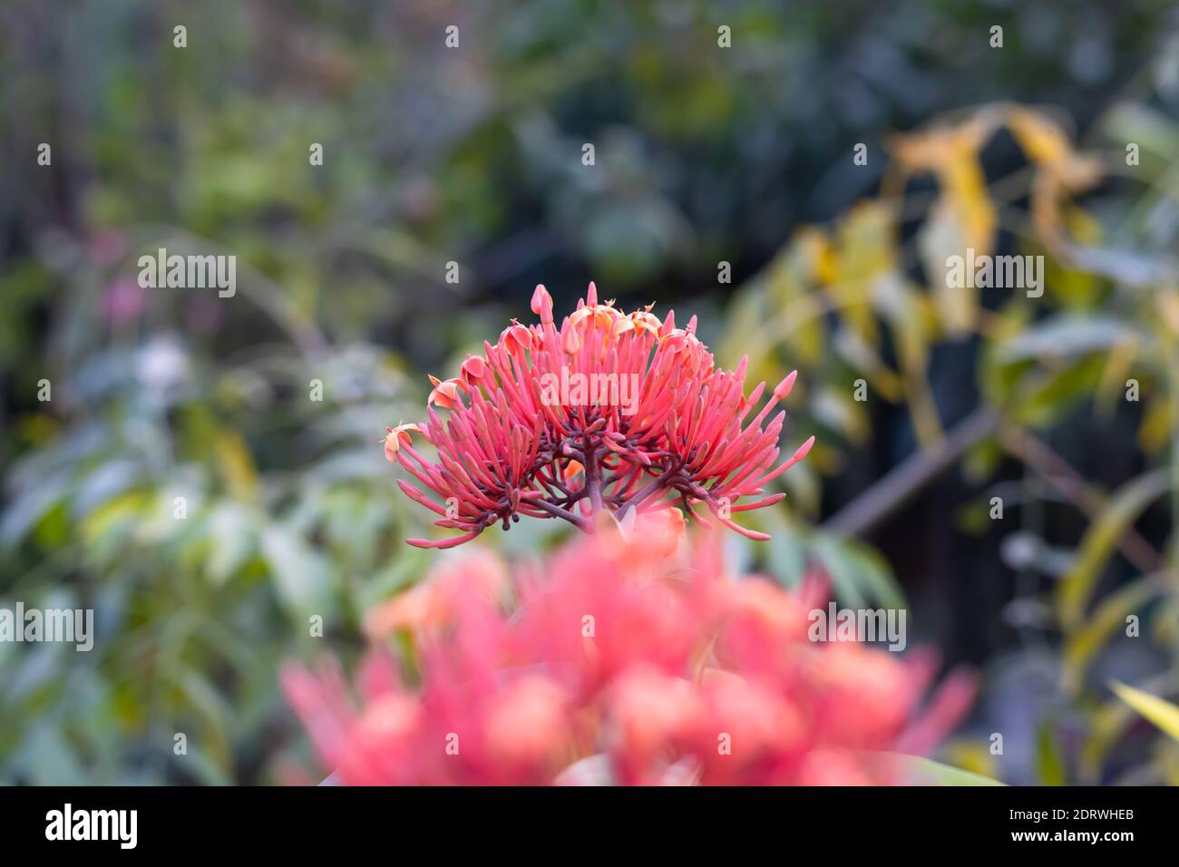 Back view of bloomed Ixora coccinea or Jungle geranium flower inside of a garden Stock Photo