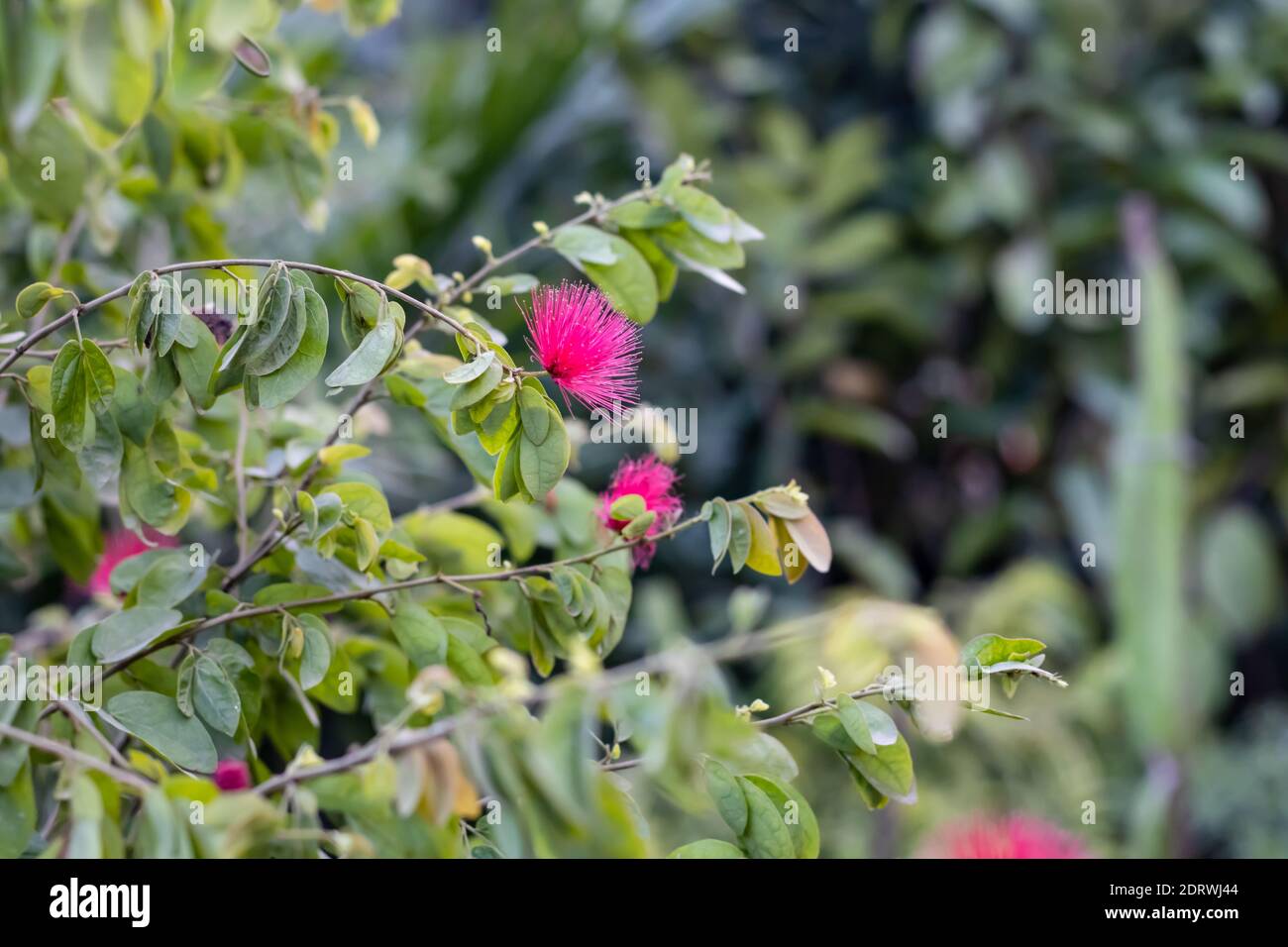 Bloomed flowers of Mimosa tree or Silk tree with branches and green leaves in the jungle Stock Photo