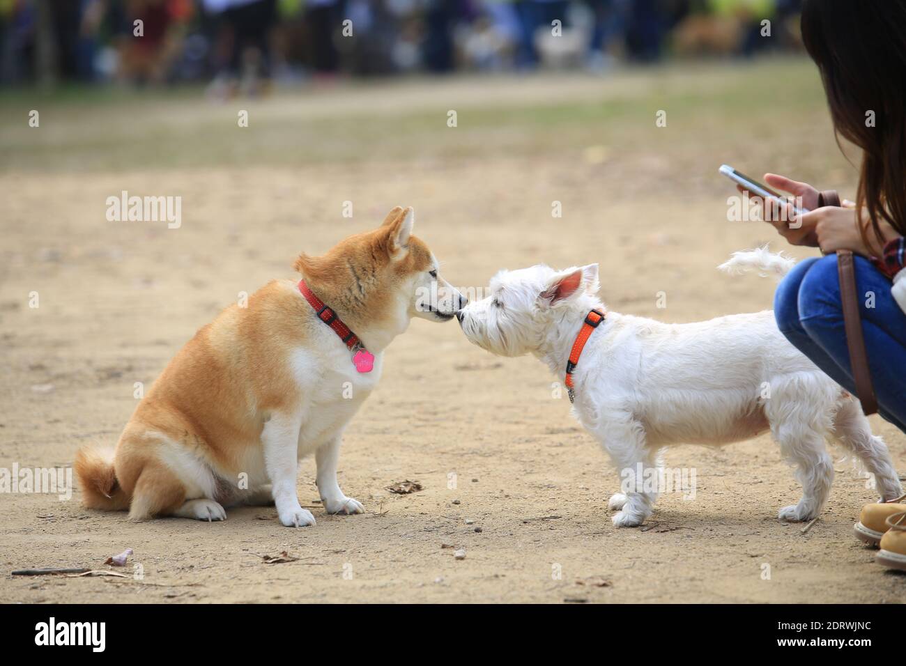 dog make friend each other Stock Photo