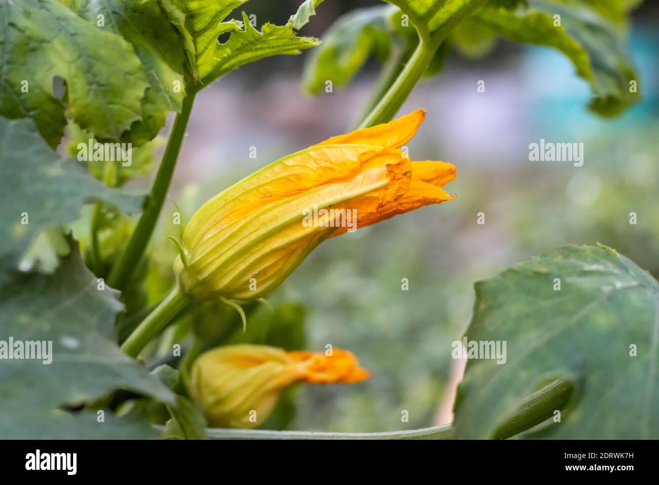 Yellow pumpkin flower with green leaves inside the agriculture farm ...