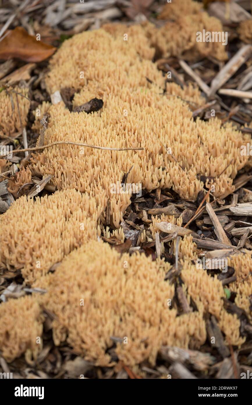 Examples of Upright Coral fungi, Ramaria stricta, growing on mulched flower beds by the side of a busy road. Gillingham Dorset England UK GB Stock Photo