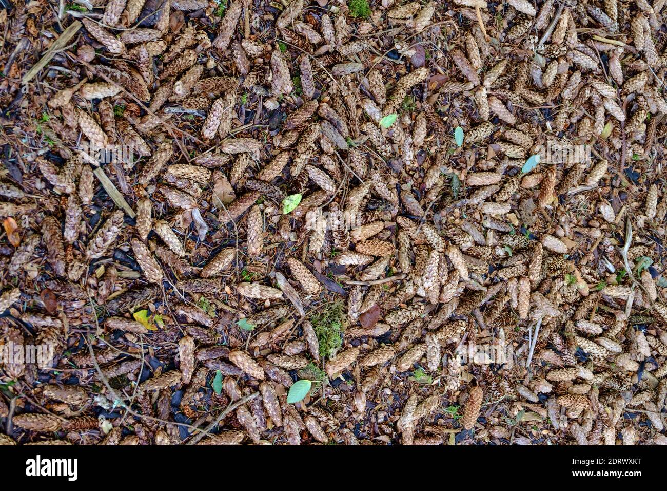 Ground covered in Pine Cones Stock Photo