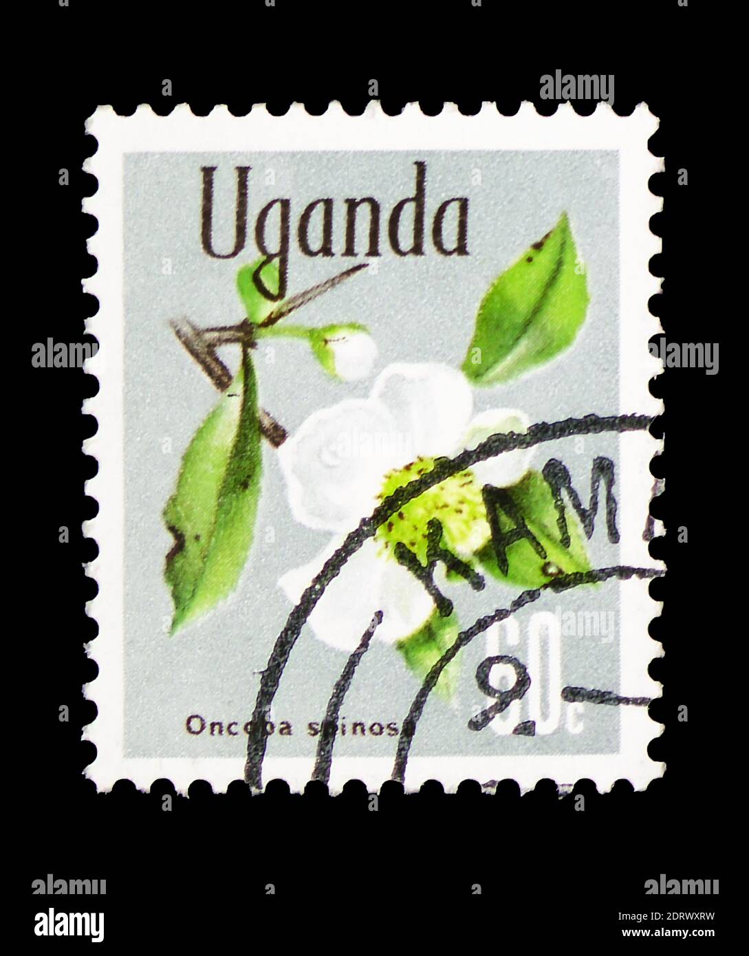MOSCOW, RUSSIA - FEBRUARY 10, 2019: A stamp printed in Uganda shows Snuff-box tree (Oncoba spinosa), Native Flora serie, circa 1969 Stock Photo