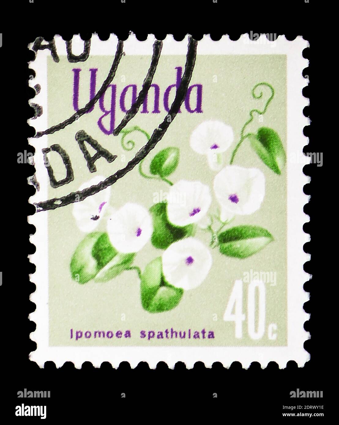 MOSCOW, RUSSIA - FEBRUARY 10, 2019: A stamp printed in Uganda shows Ipomoea spathulata, Native flora serie, circa 1969 Stock Photo