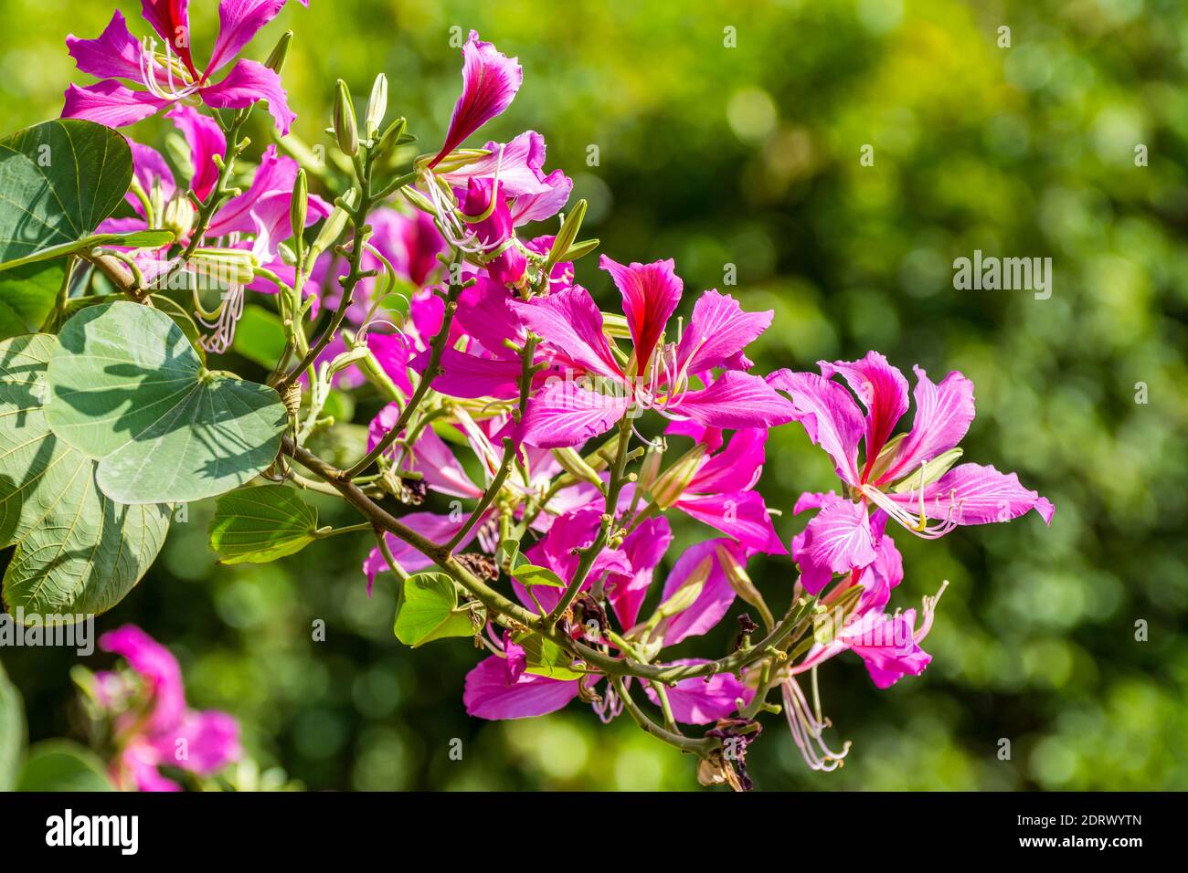 Pink Bauhinia flower blooming, commonly called the Hong Kong Orchid Tree, which is cultivated at the Hong Kong Botanic Gardens and widely planted in H Stock Photo
