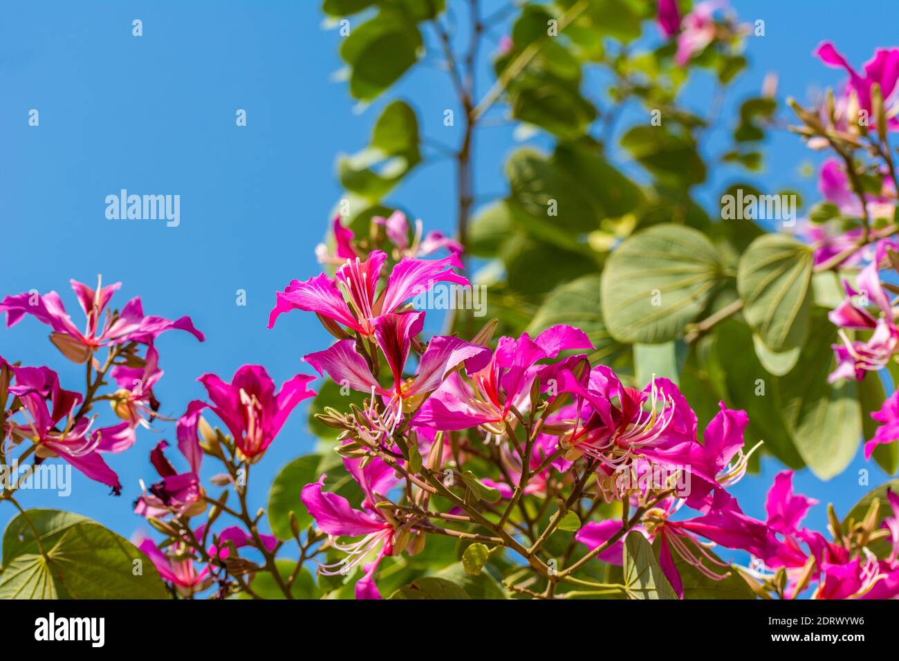 Pink Bauhinia flower blooming, commonly called the Hong Kong Orchid Tree, which is cultivated at the Hong Kong Botanic Gardens and widely planted in H Stock Photo