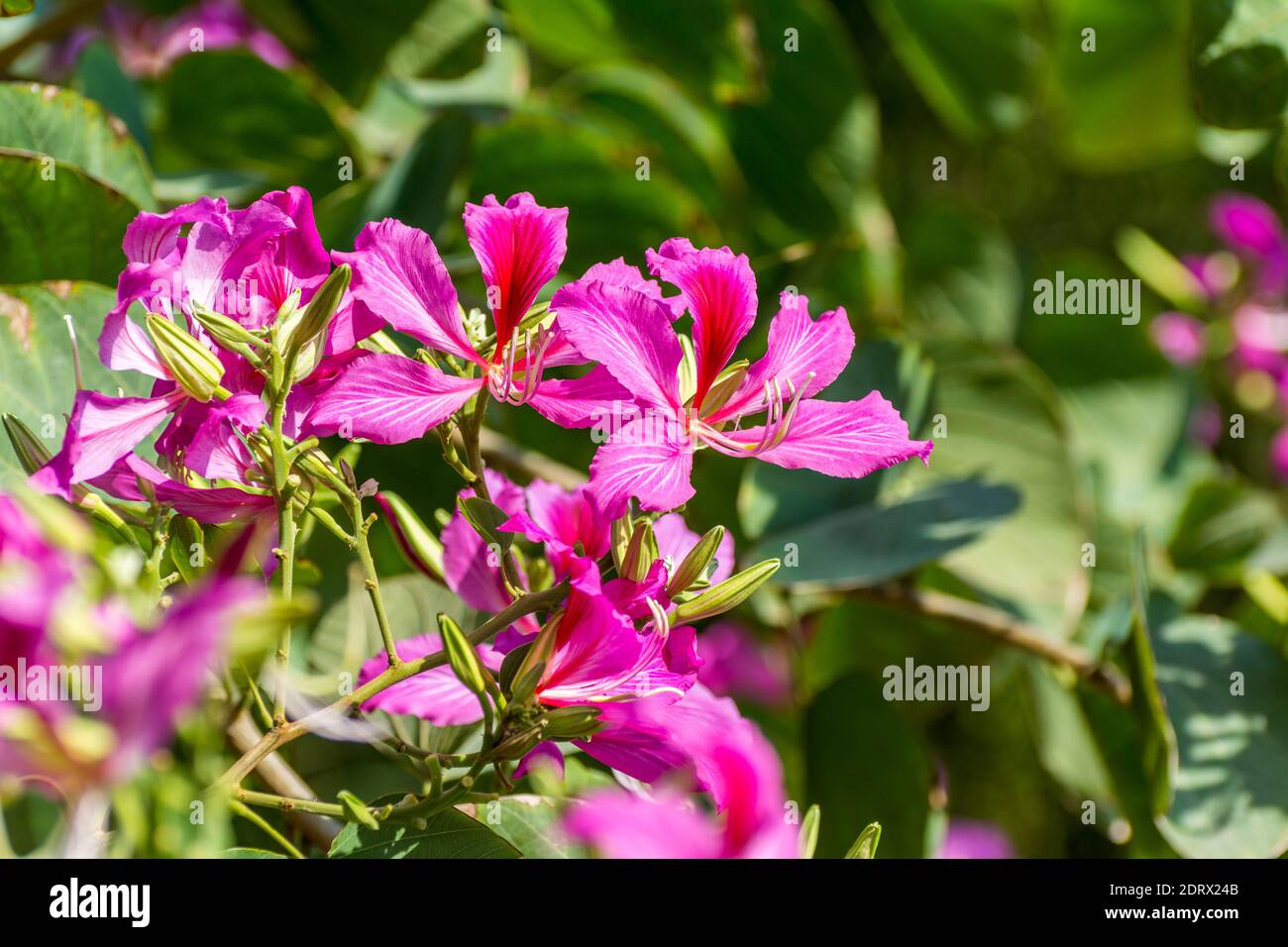 Pink Bauhinia flower blooming, commonly called the Hong Kong Orchid
