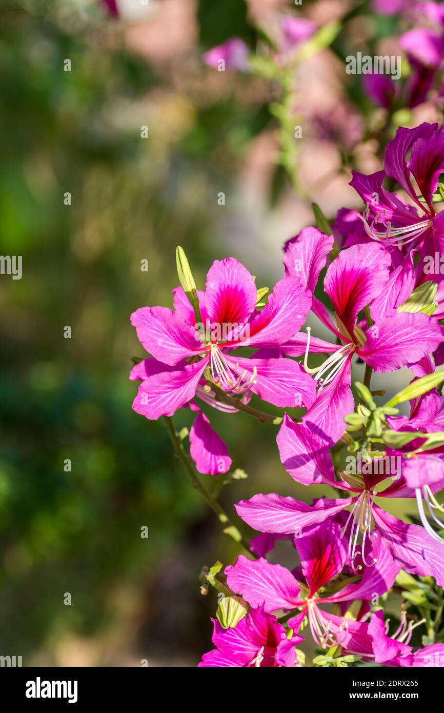 Pink Bauhinia flower blooming, commonly called the Hong Kong Orchid Tree, which is cultivated at