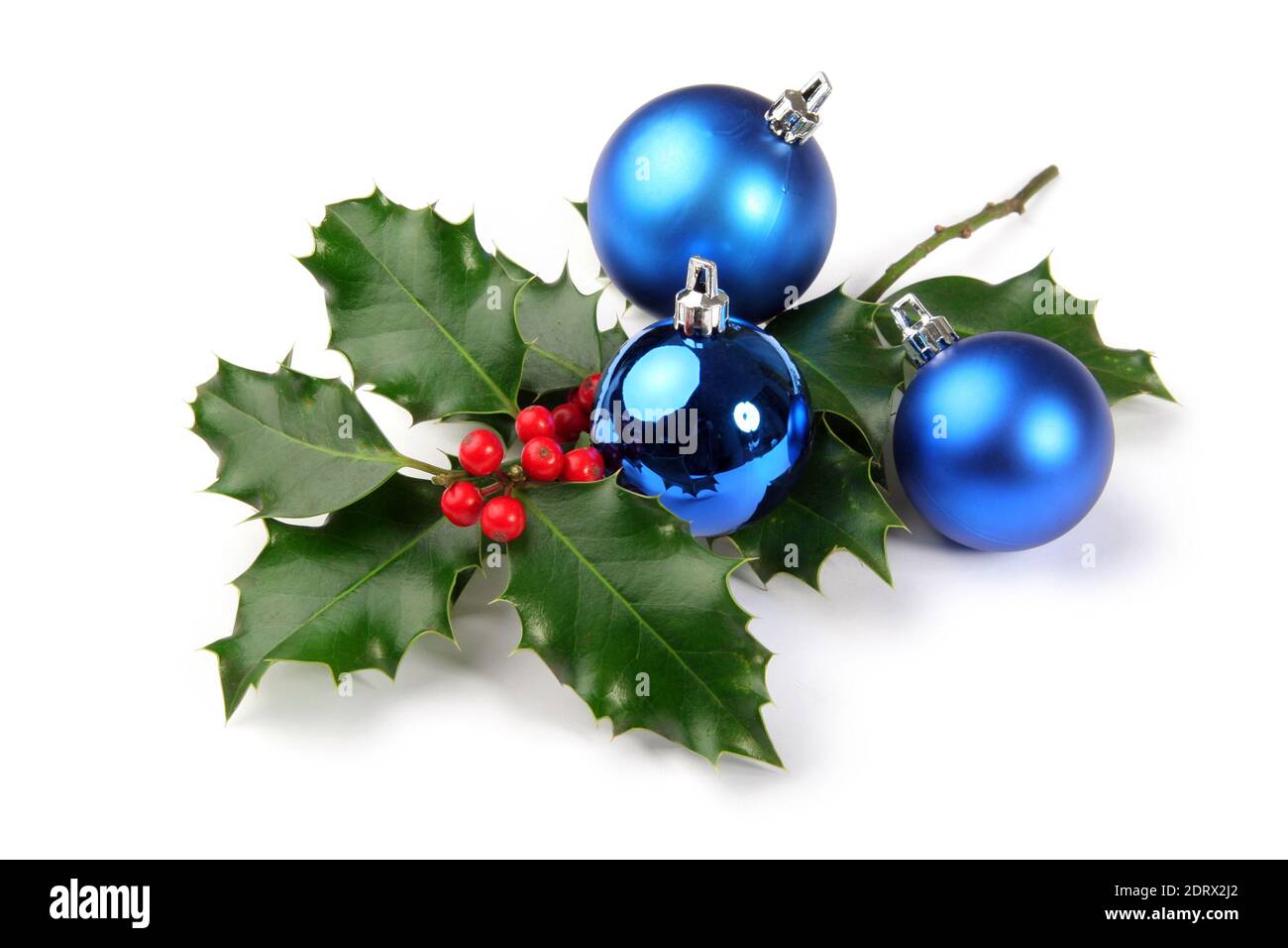Christmas or New Year holly decorated with shiny blue balls. Photo isolated on white background - Stock Image