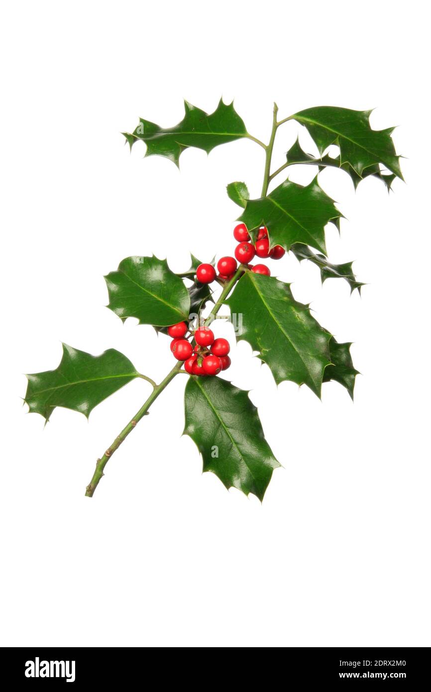 single branch of holly with bright red berry. Illustration photo of christmas party concept, isolated on white background - Stock Image