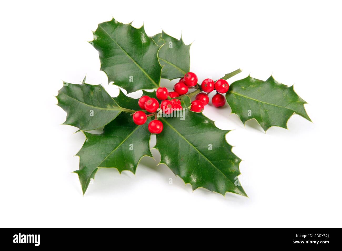 single branch of holly with bright red berry. Illustration photo of christmas party concept, isolated on white background - Stock Image